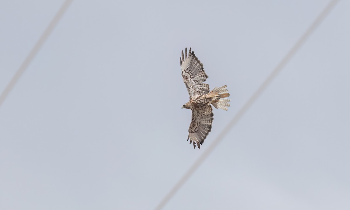 Red-tailed Hawk (calurus/alascensis) - ML638660474