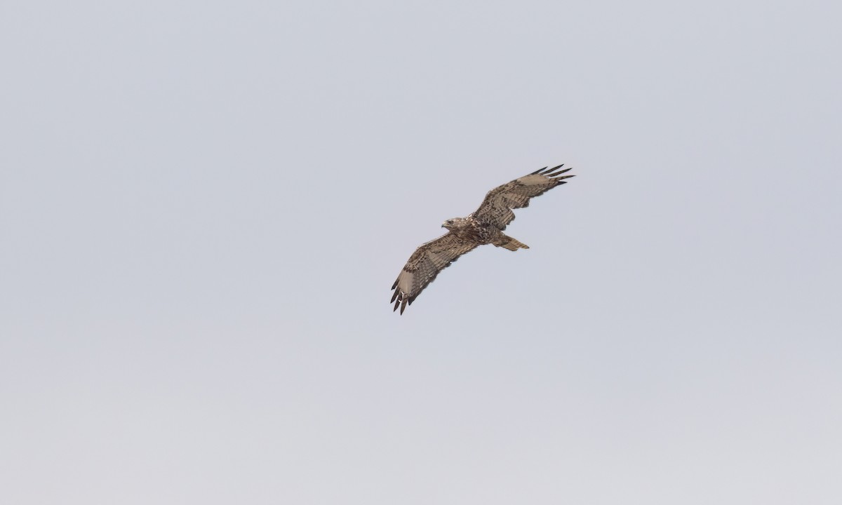 Red-tailed Hawk (calurus/alascensis) - ML638660475