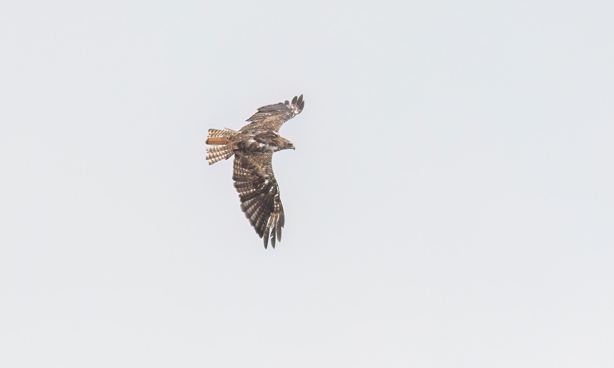 Red-tailed Hawk (calurus/alascensis) - ML638660476