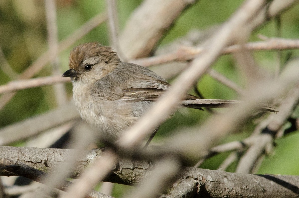 Bushtit - ML638660477
