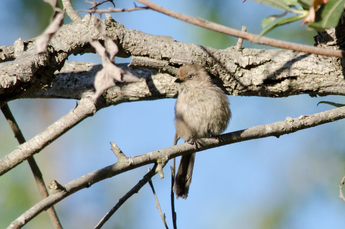 Bushtit - ML638660478