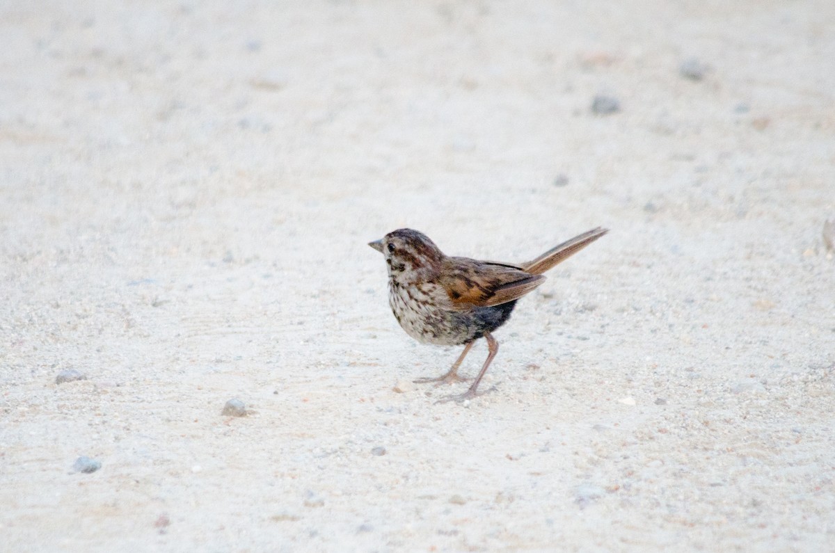 Song Sparrow - ML638660480