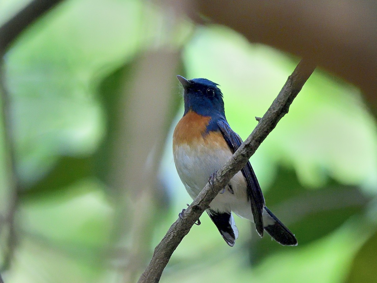 Blue-throated Flycatcher - ML638660500
