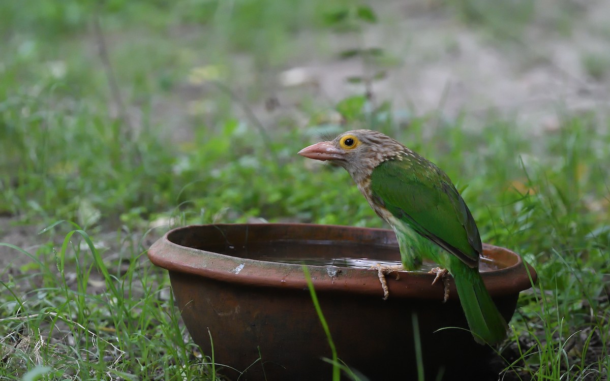 Lineated Barbet - ML638660507