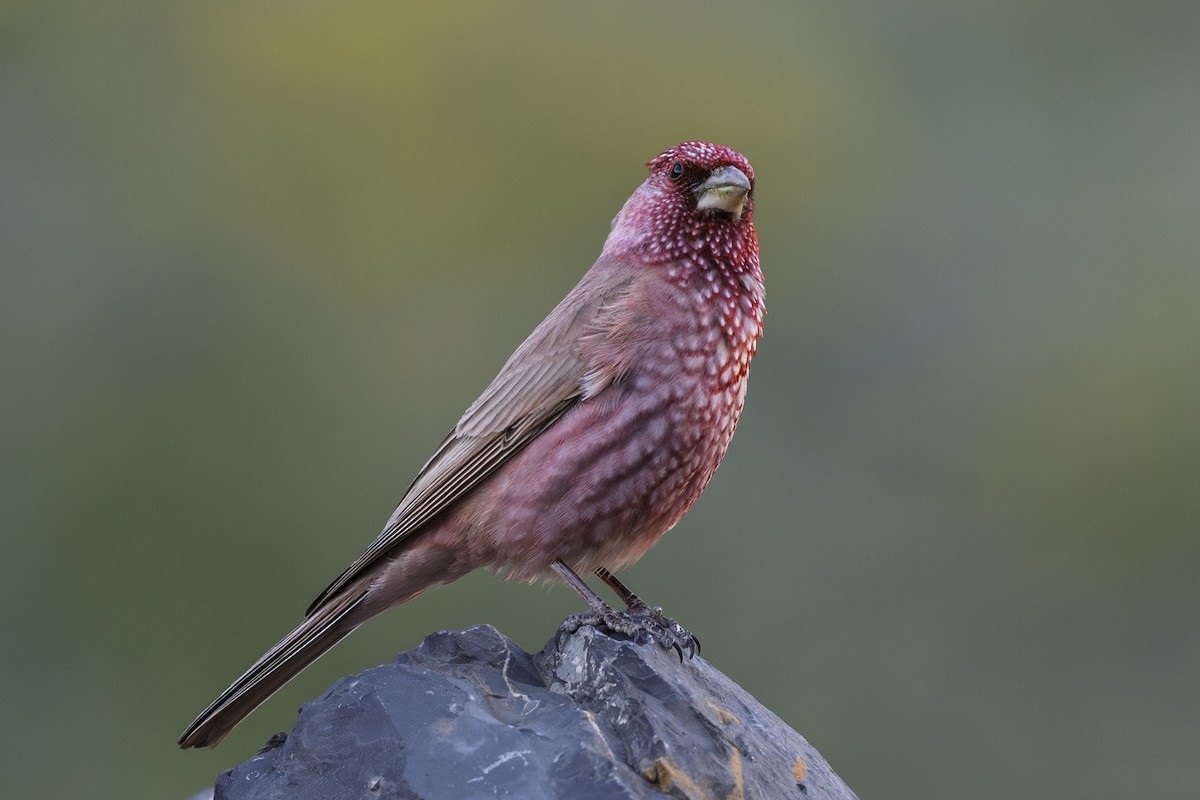 Great Rosefinch - ML638660532