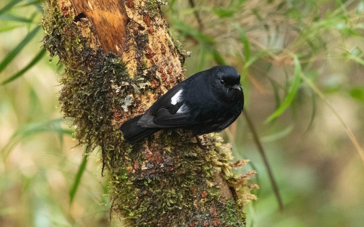 White-winged Robin - ML638660540
