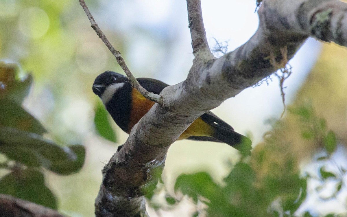 Regent Whistler - ML638660559