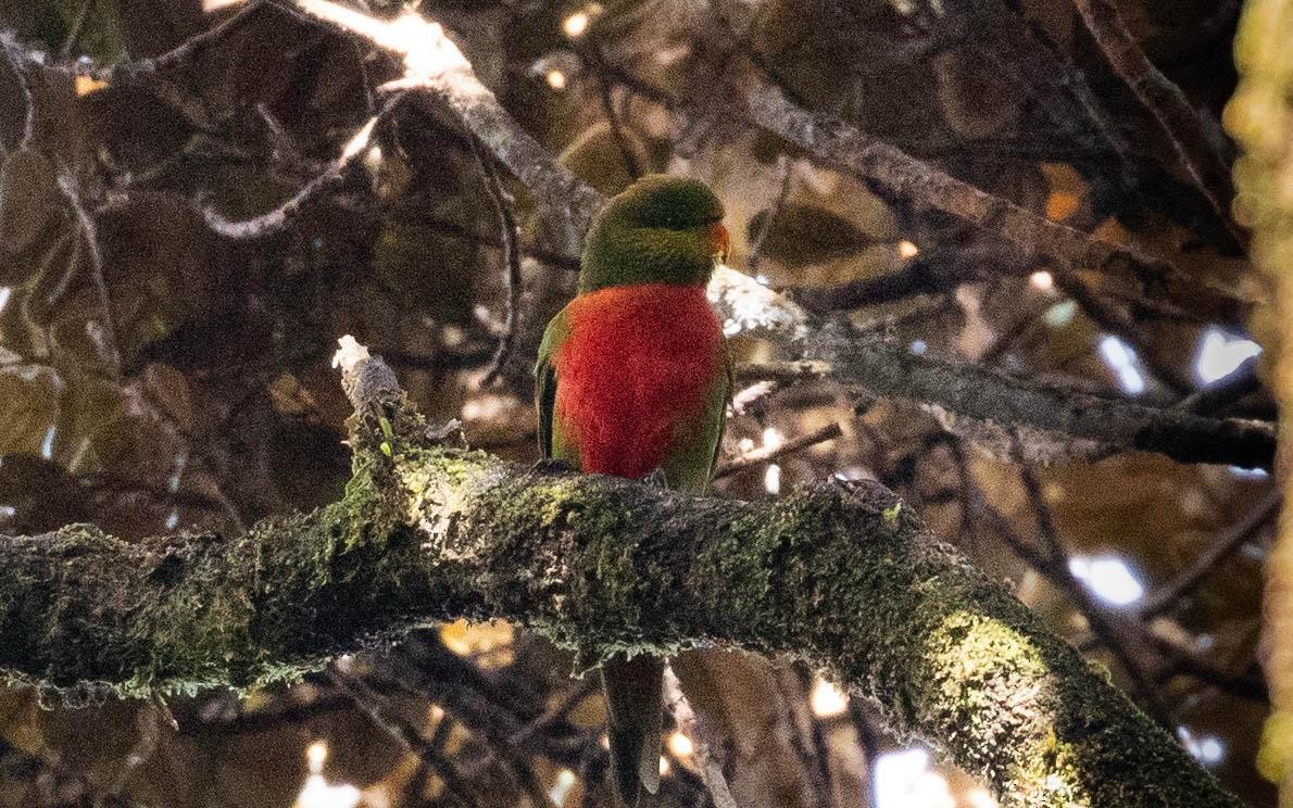 Orange-billed Lorikeet - ML638660564