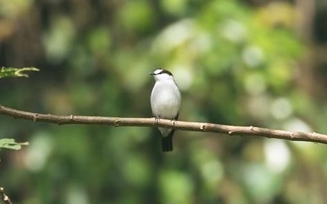 Torrent Flyrobin - ML638660593