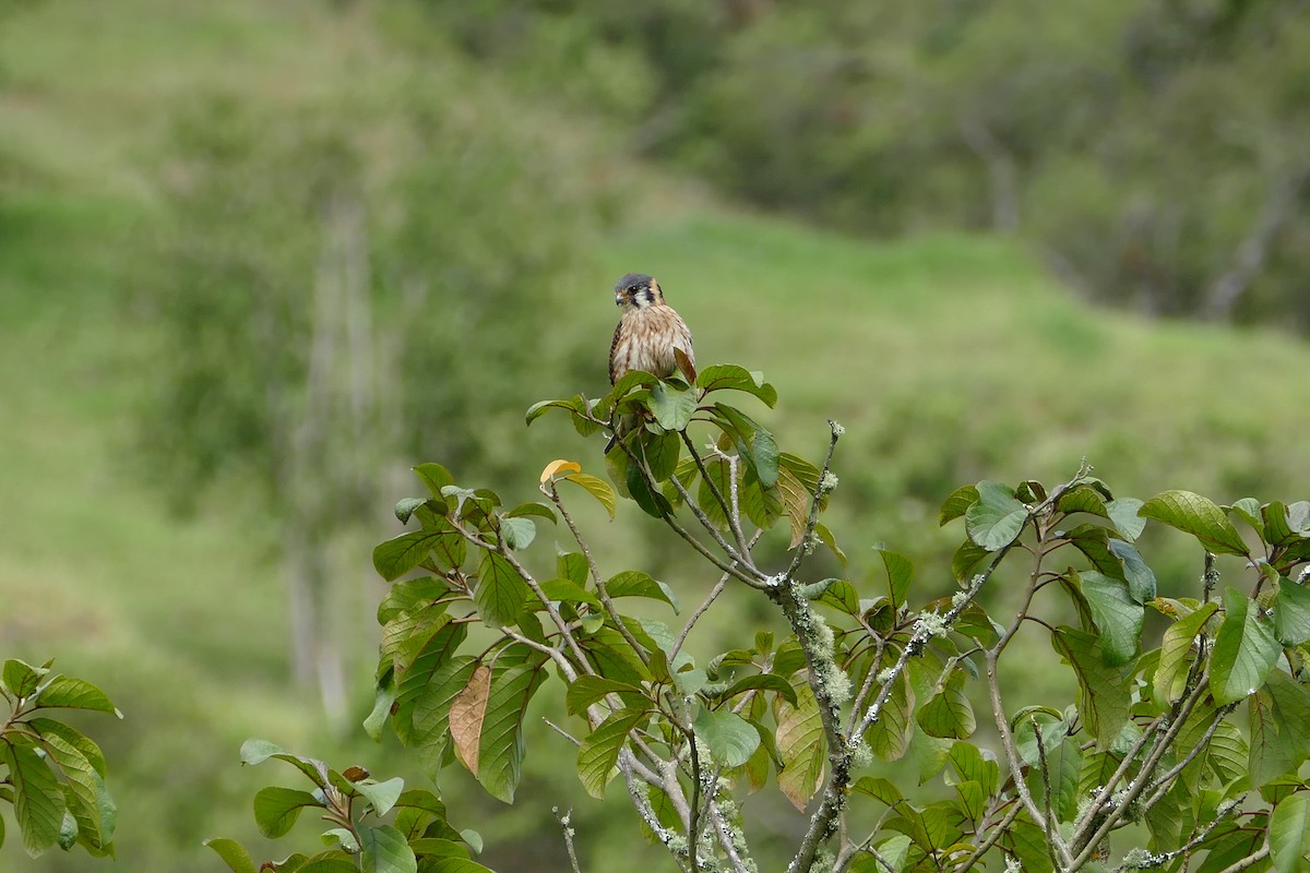 American Kestrel - ML638660618