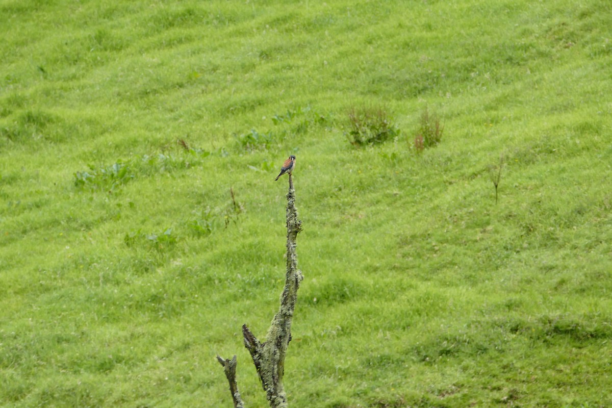 American Kestrel - ML638660619