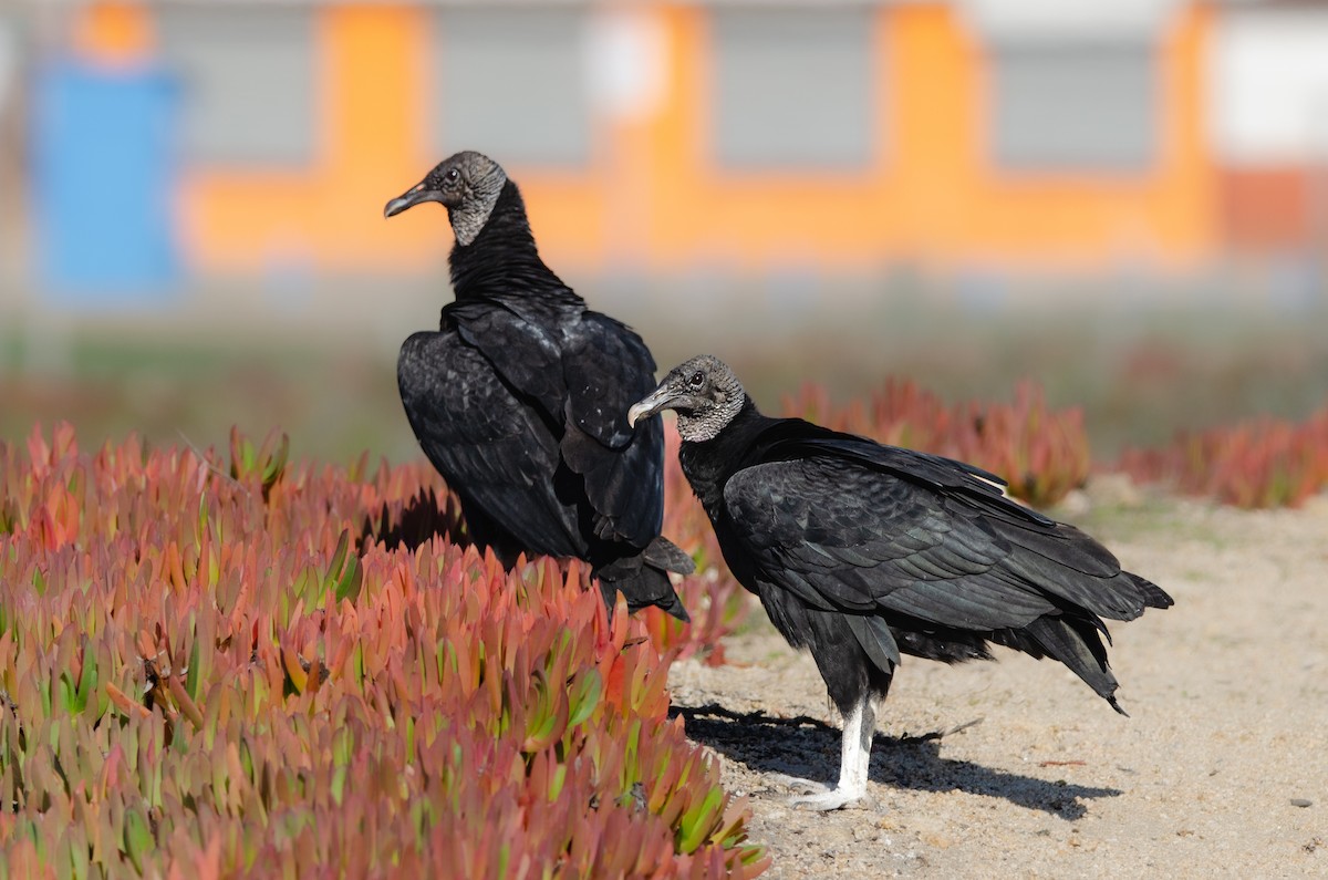 Black Vulture - ML638660644