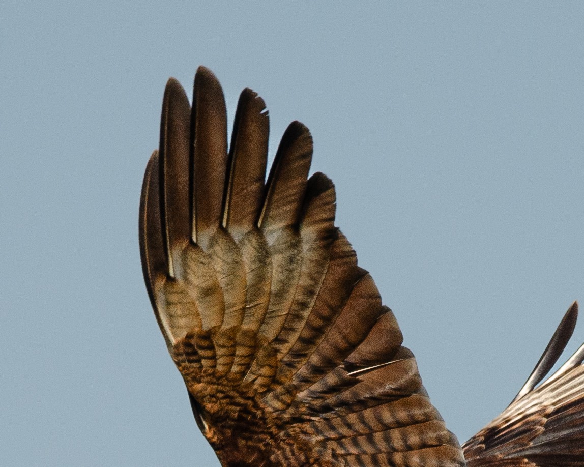 Caracara Chimango - ML638660649
