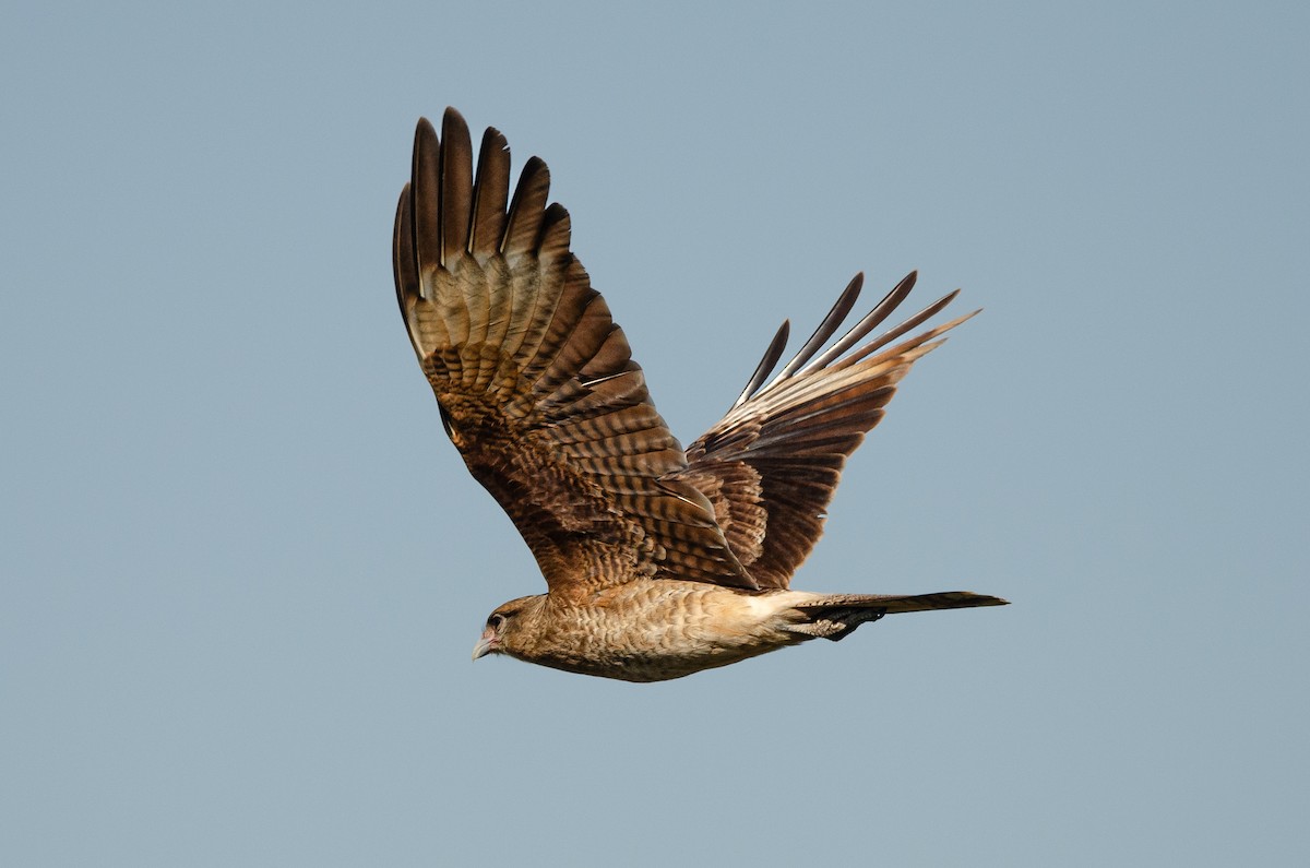 Caracara Chimango - ML638660650