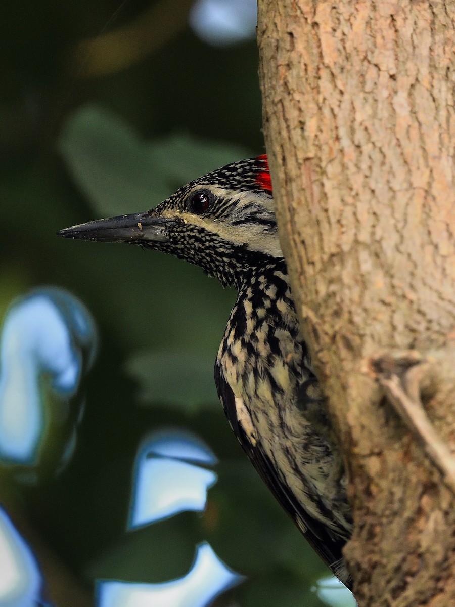 Black-rumped Flameback - ML638660670