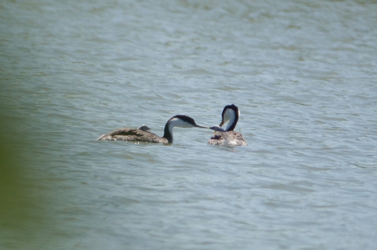 Western Grebe - ML638660690
