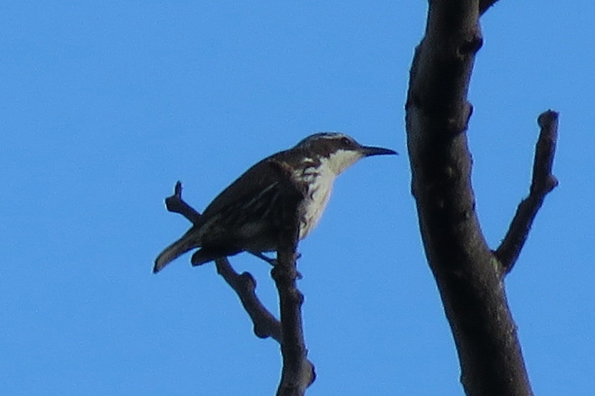 Stripe-sided Rhabdornis - ML638660692