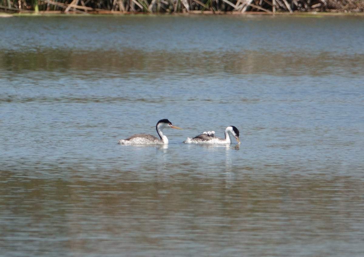 Clark's Grebe - ML638660695