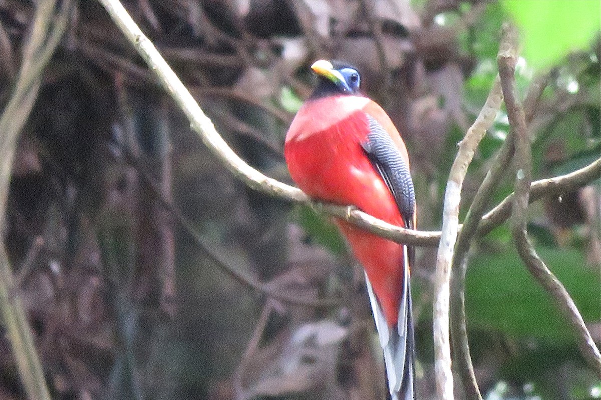 Philippine Trogon - ML638660704