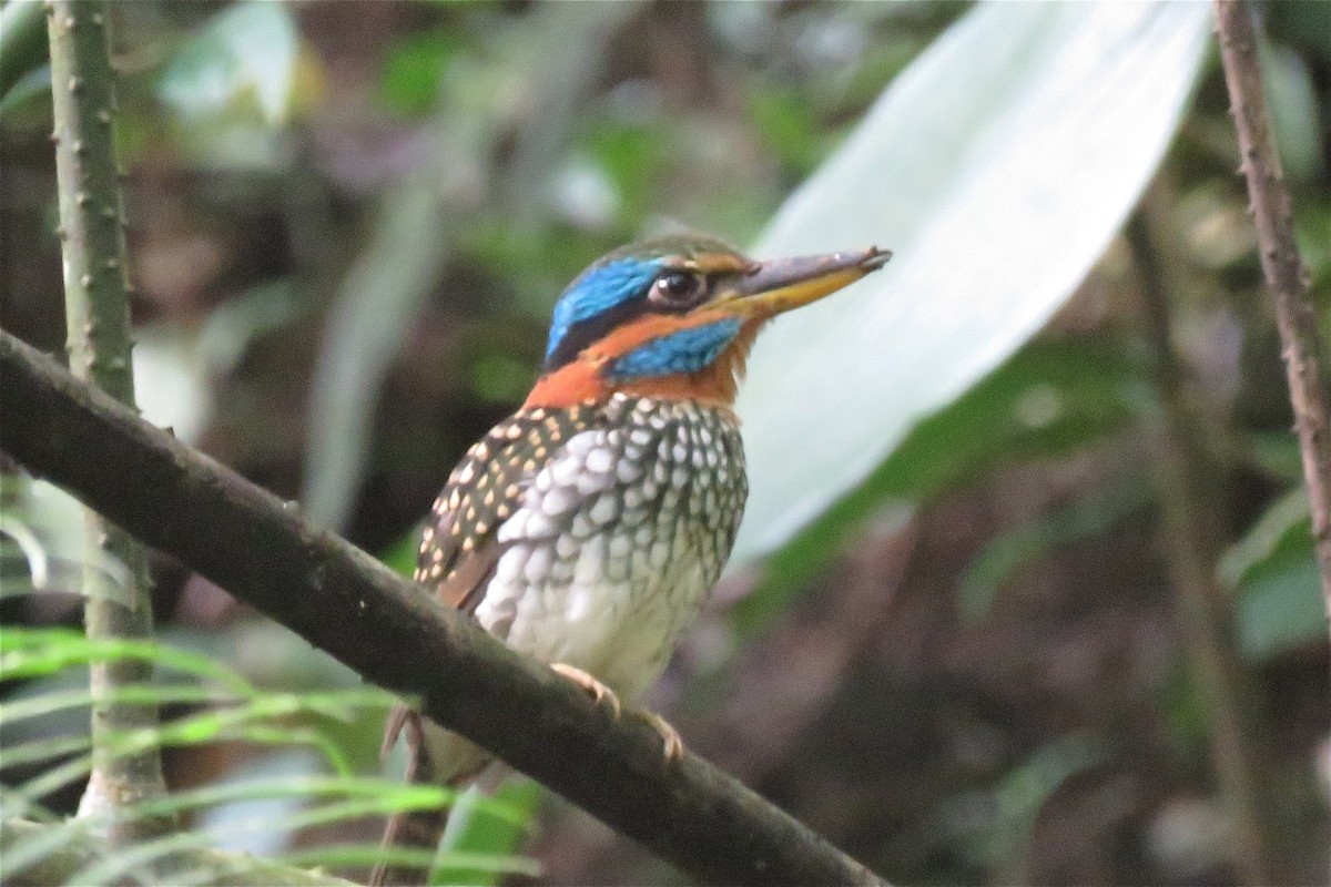 Spotted Kingfisher - ML638660706