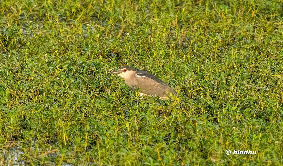 Black-crowned Night Heron - ML638660724