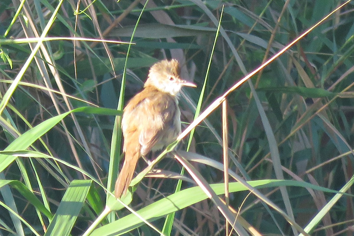 Clamorous Reed Warbler - ML638660725