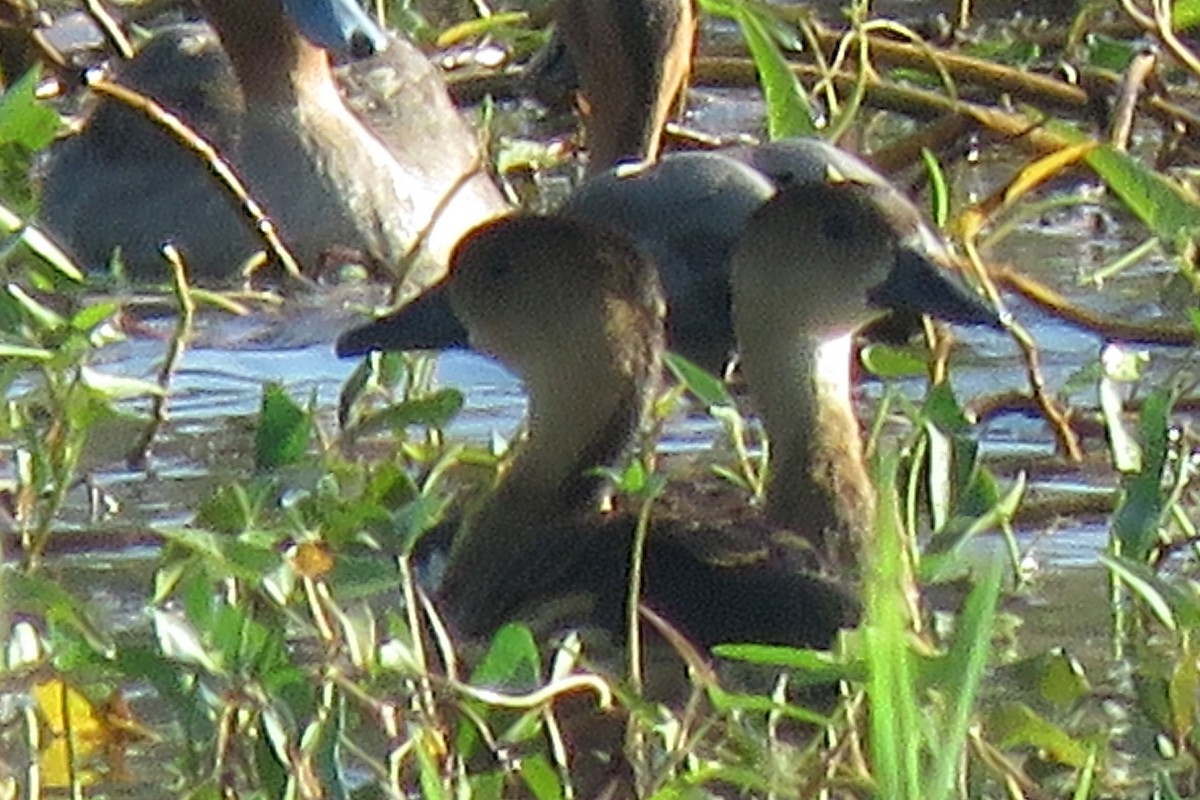 Wandering Whistling-Duck - ML638660742