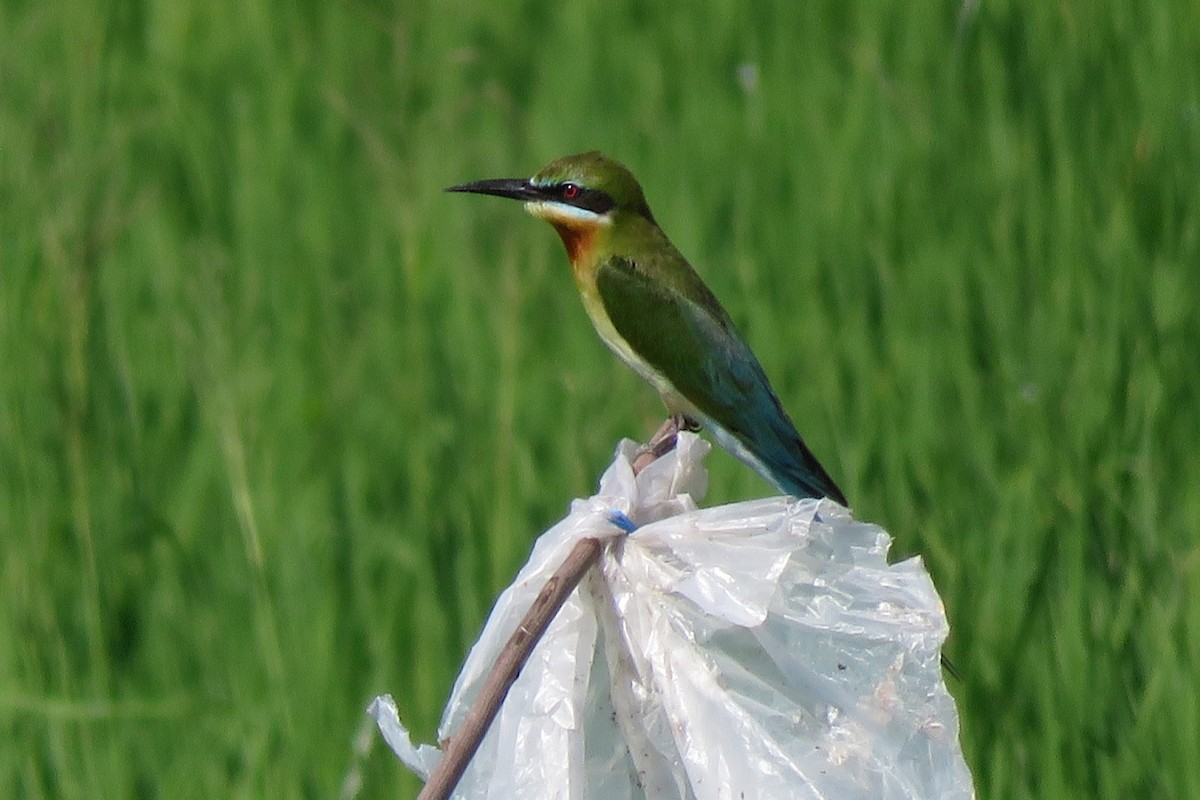 Blue-tailed Bee-eater - ML638660762