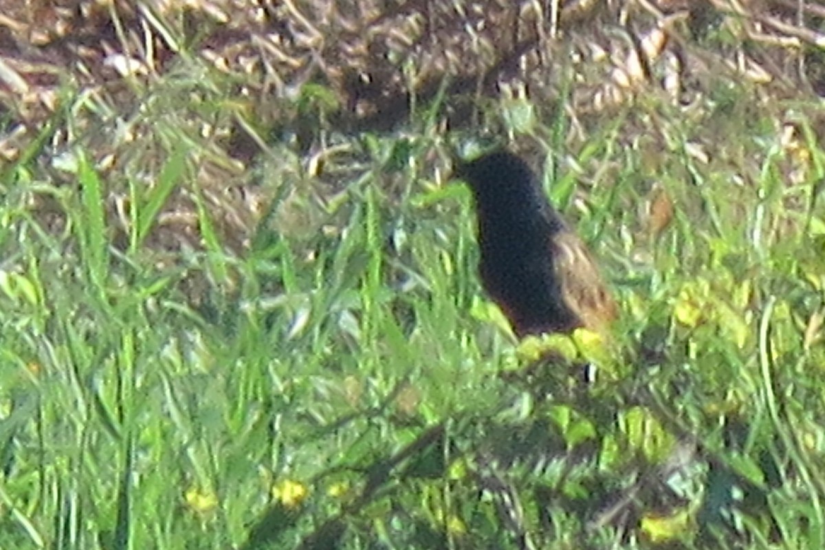 Lesser Coucal - ML638660770