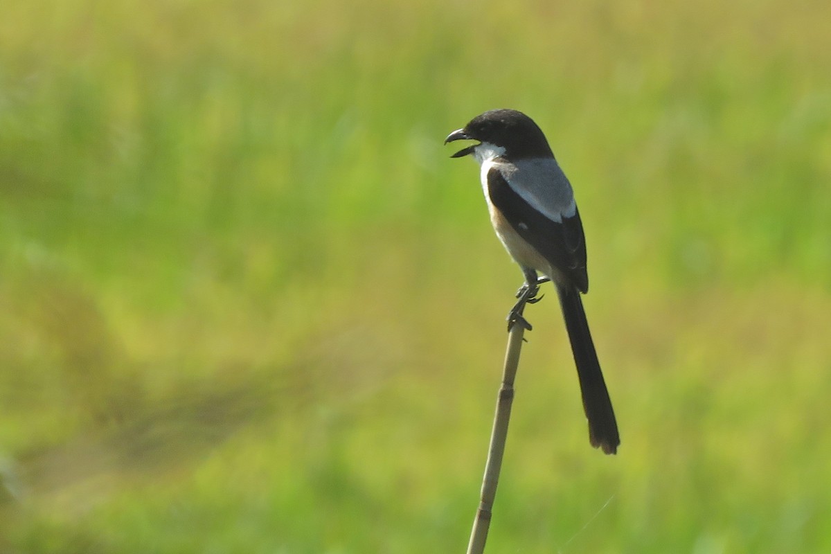 Long-tailed Shrike - ML638660776