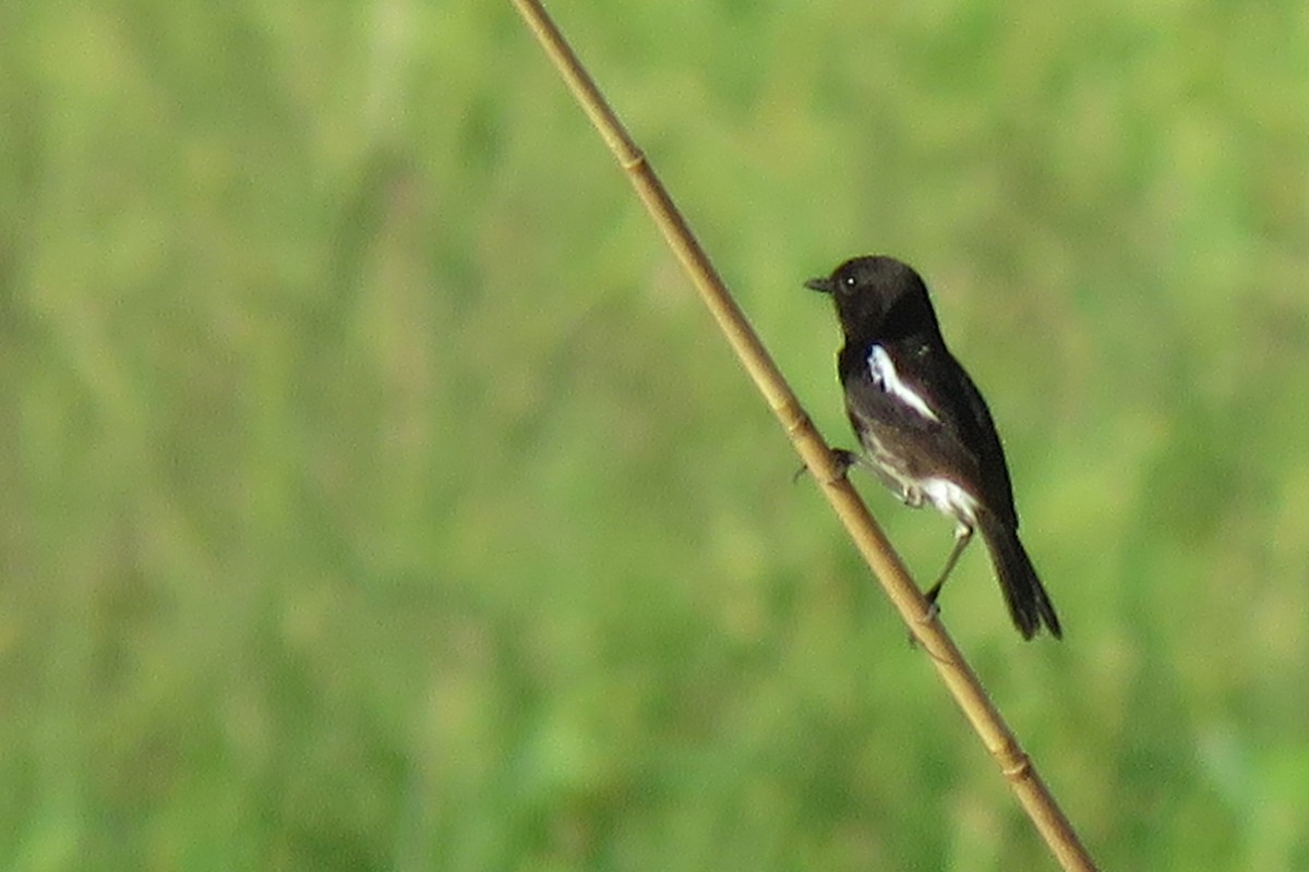 Pied Bushchat - ML638660779
