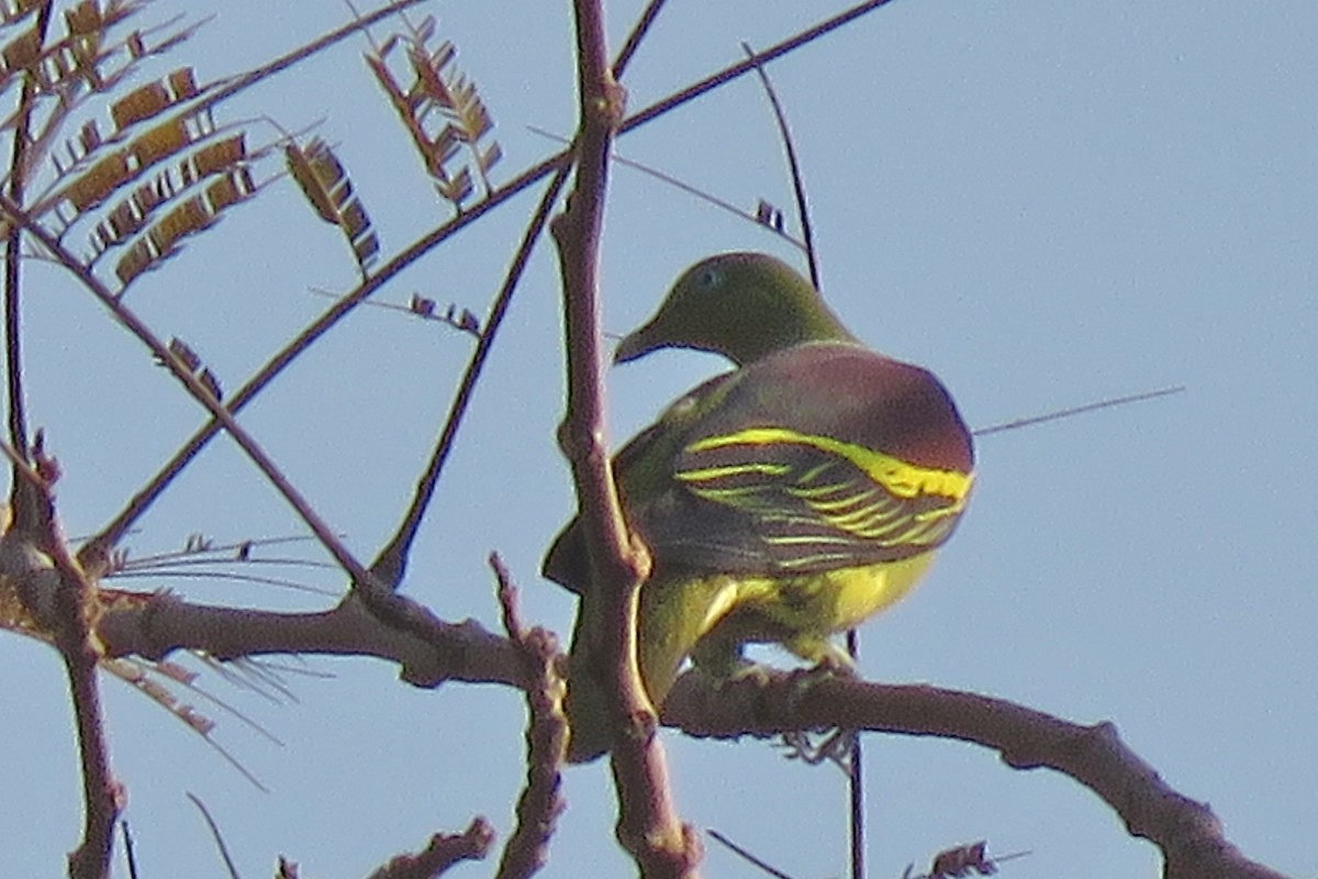 Philippine Green-Pigeon - ML638660794