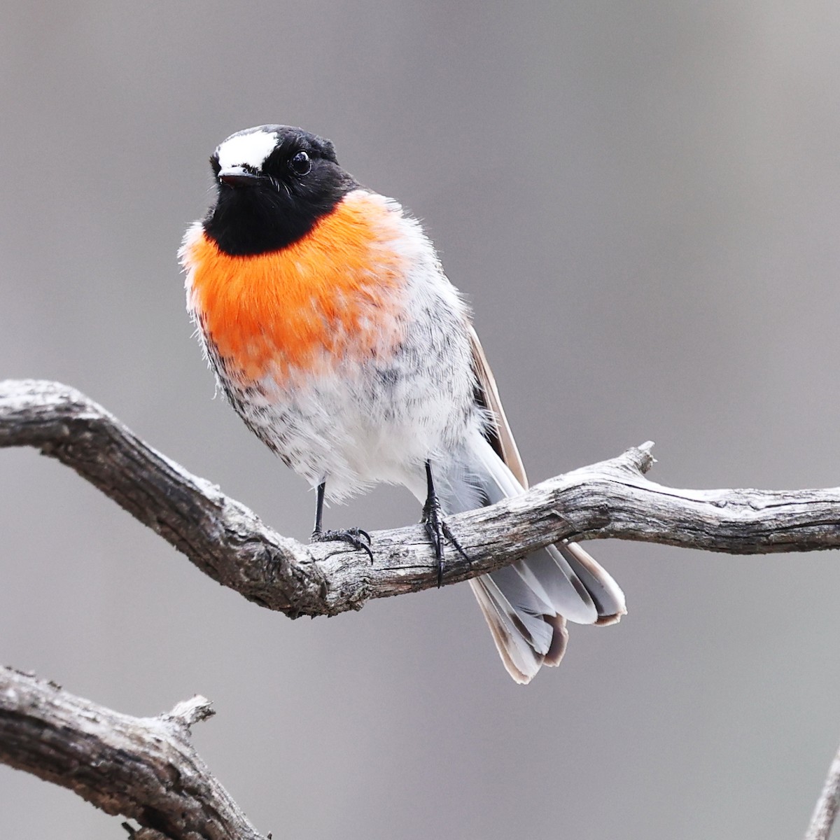 Scarlet Robin - ML638660802