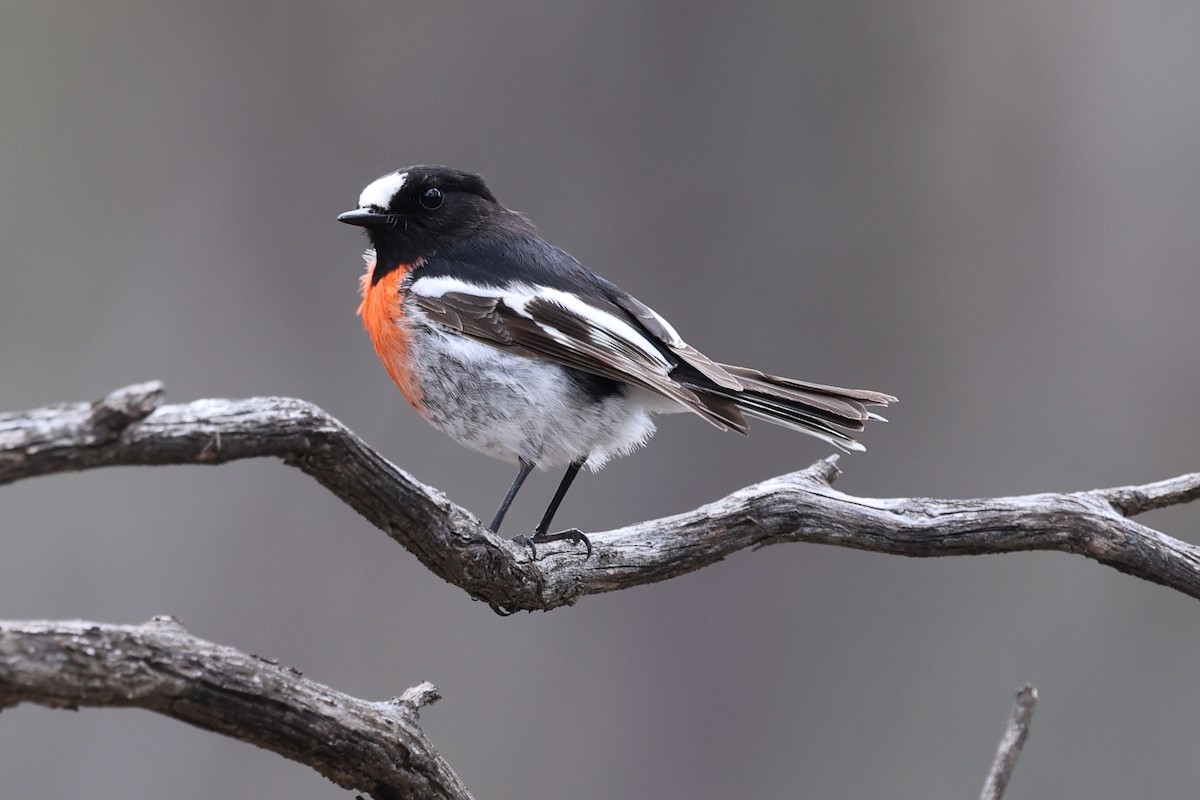 Scarlet Robin - ML638660803