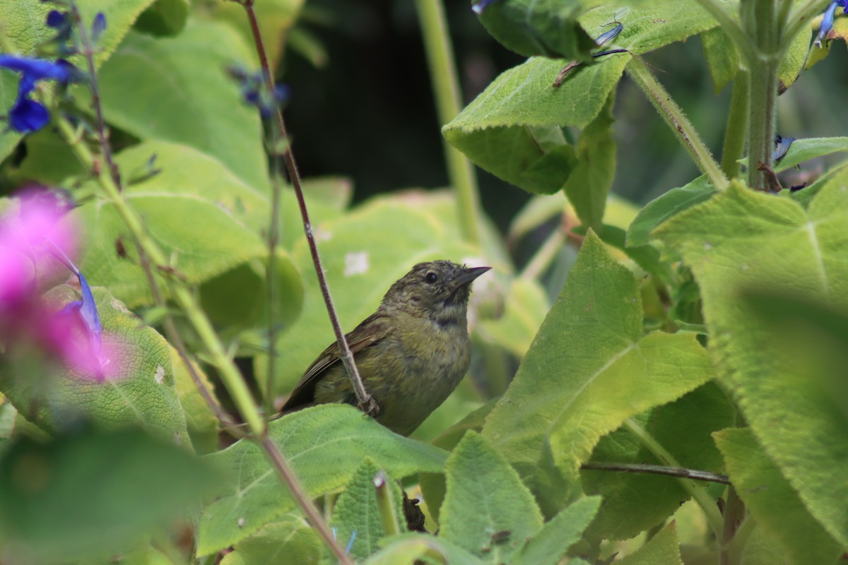 Orange-crowned Warbler - ML638660809