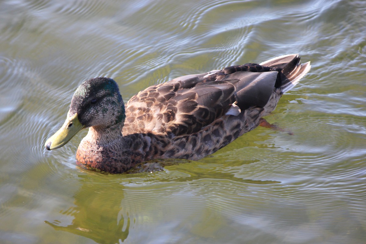 Mallard - ML638660815