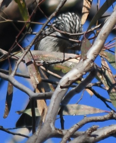 Striped Honeyeater - ML638660825