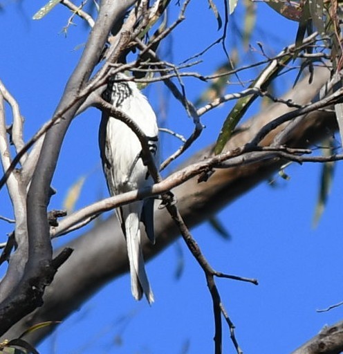 Striped Honeyeater - ML638660834