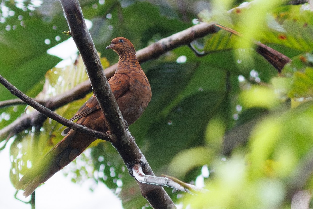 Little Cuckoo-Dove - ML638660835