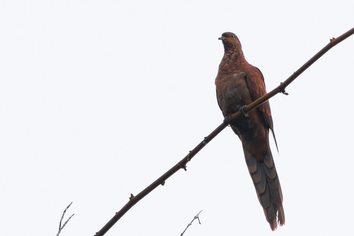 Little Cuckoo-Dove - ML638660837