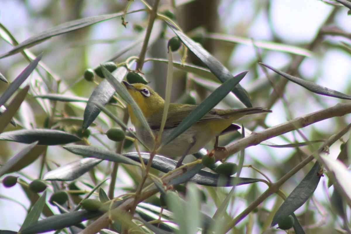 Swinhoe's White-eye - ML638660882
