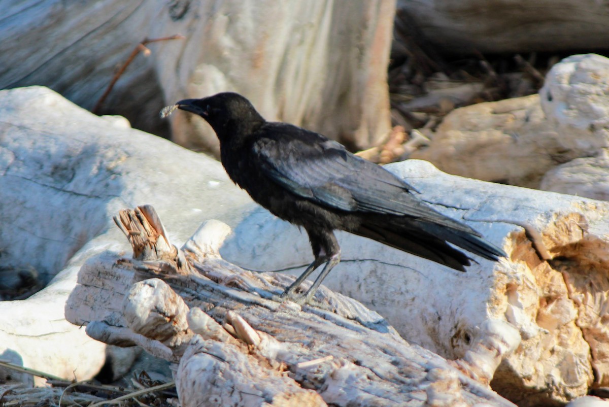 American Crow - ML638660886
