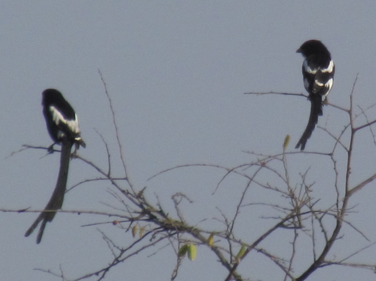 Magpie Shrike - ML638660889