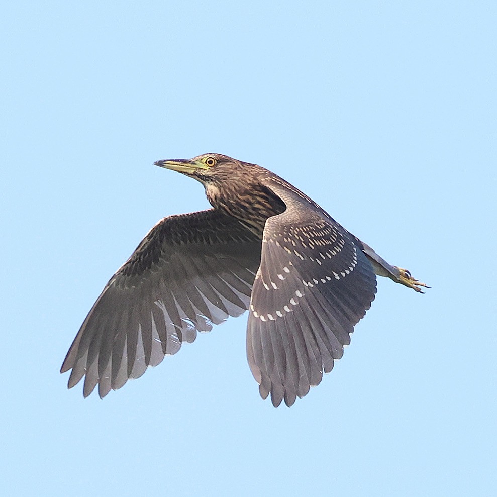 Black-crowned Night Heron - ML638660892