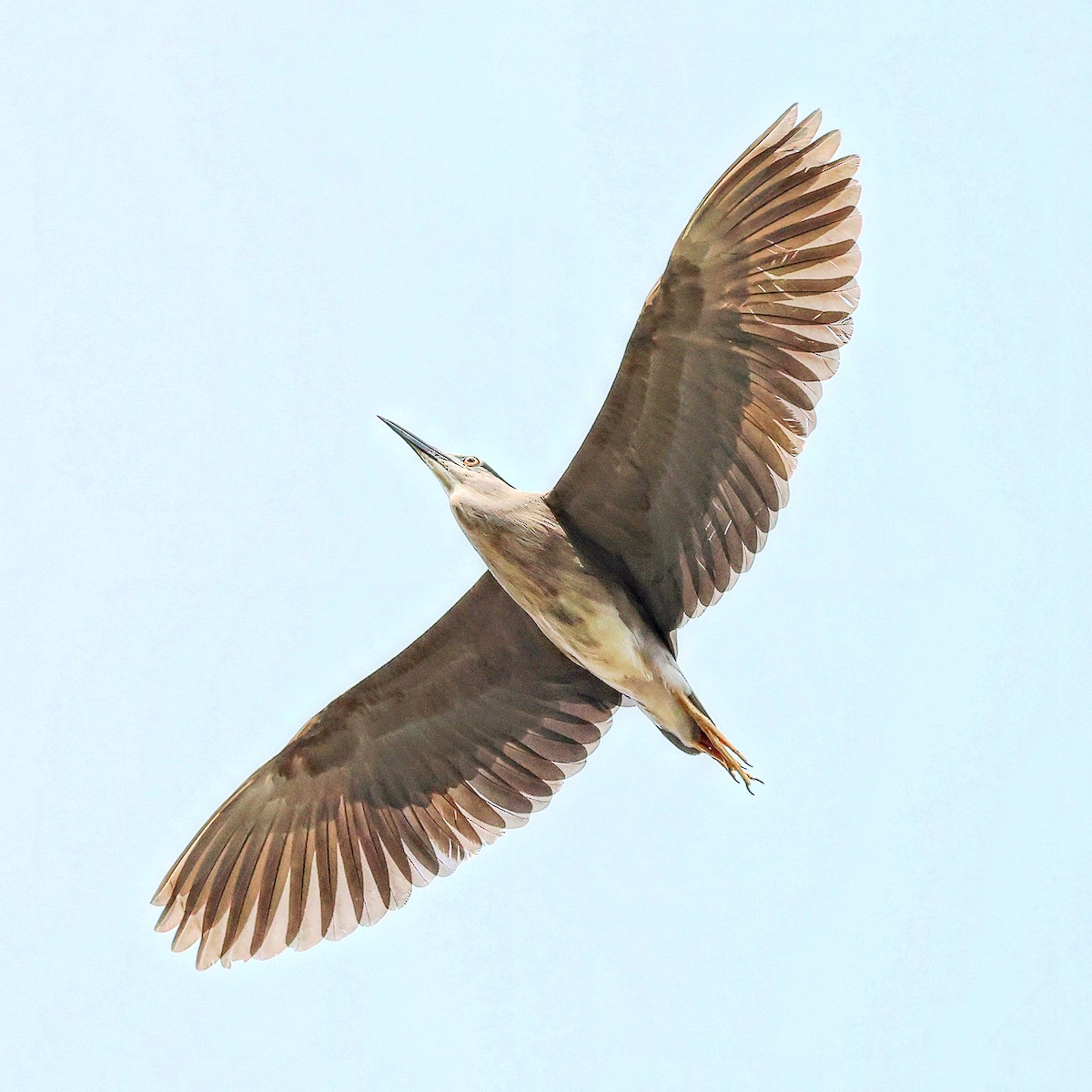 Black-crowned Night Heron - ML638660893