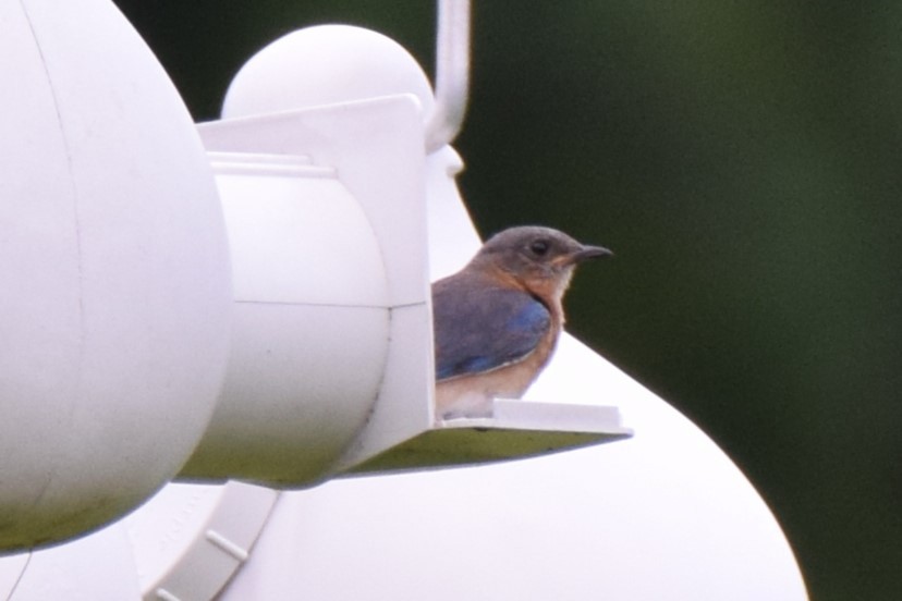Eastern Bluebird - ML638660896