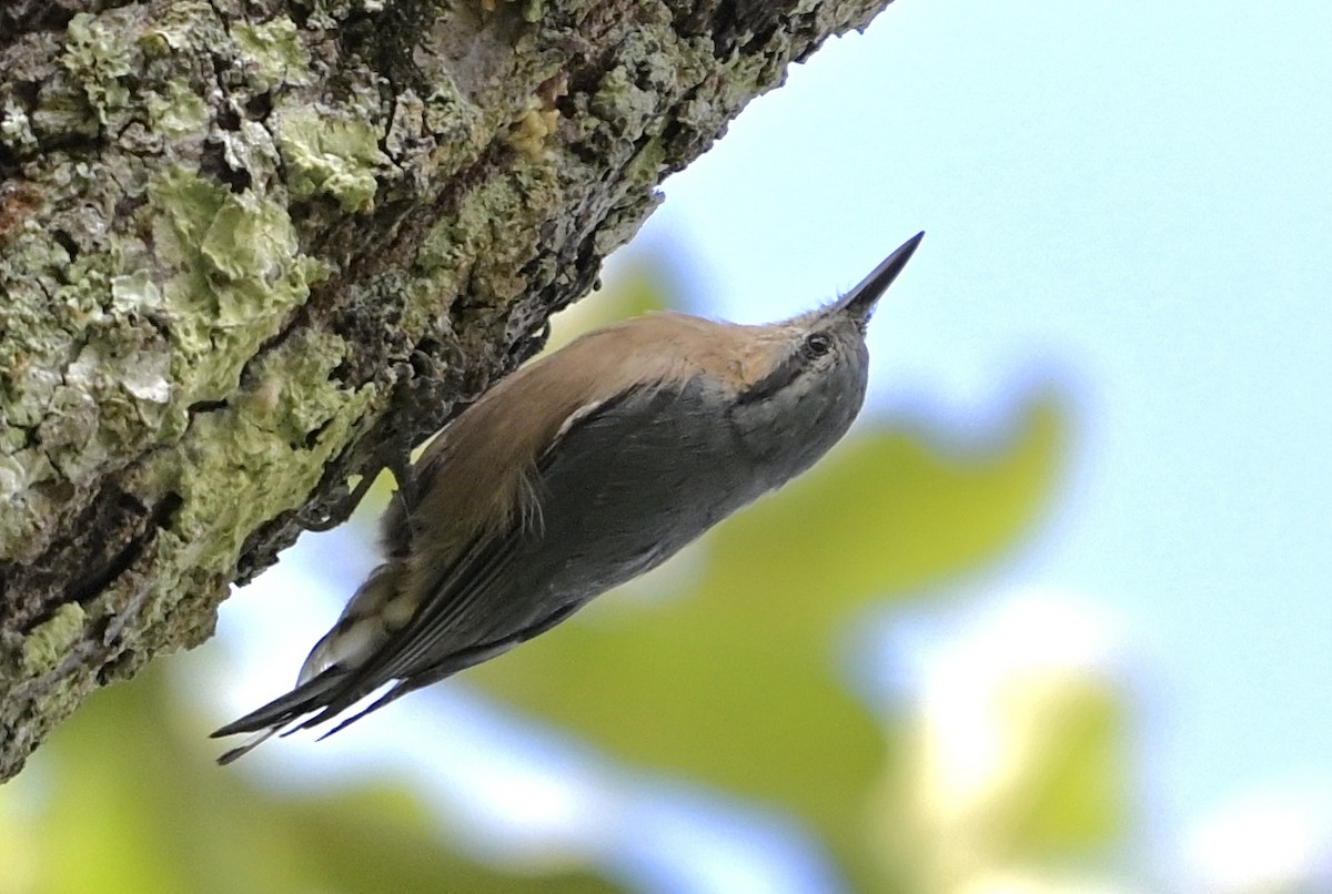 Burmese Nuthatch - ML638660922