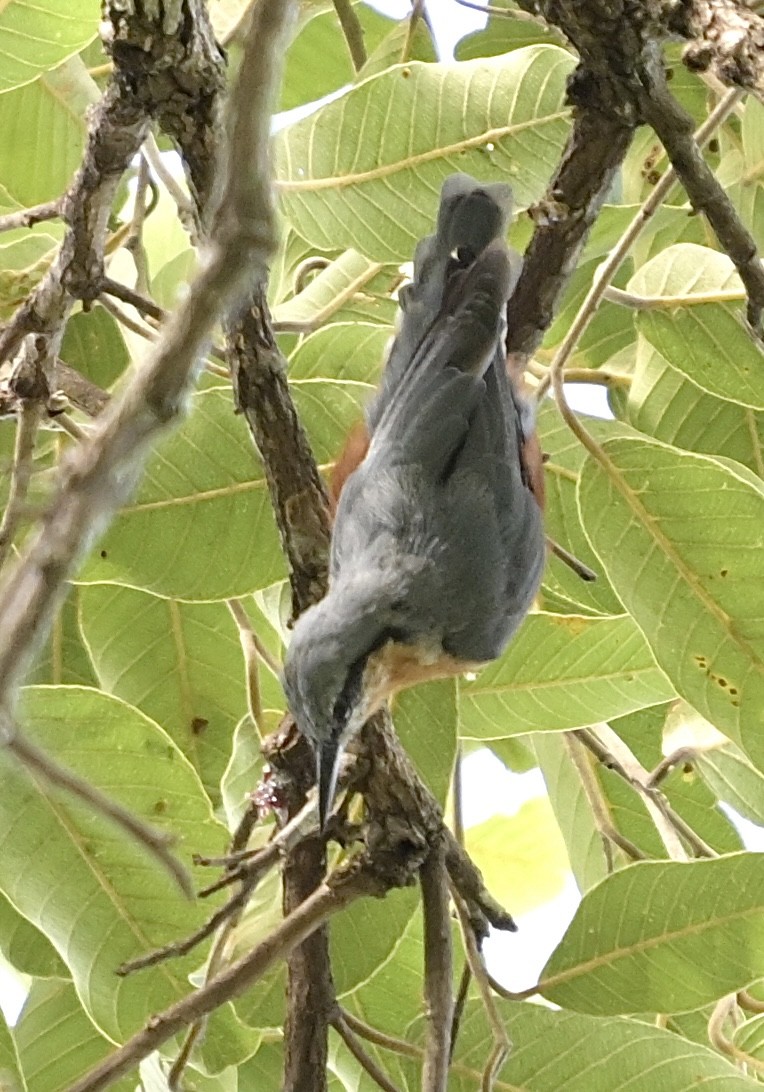 Burmese Nuthatch - ML638660923