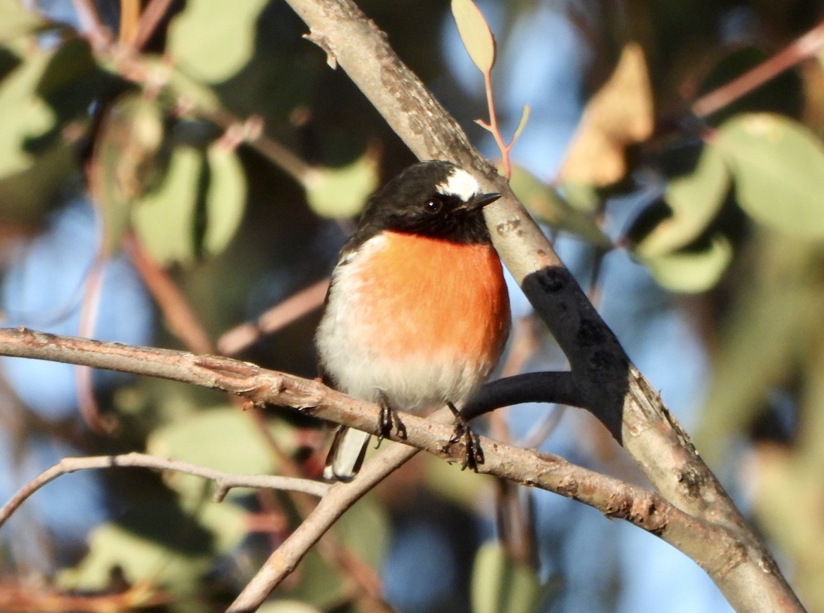 Scarlet Robin - ML638660933