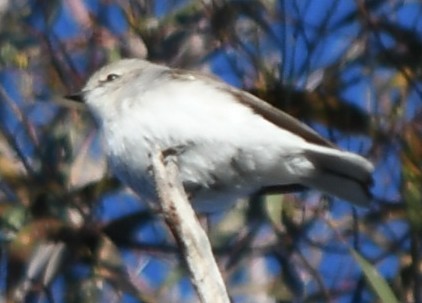 Jacky-winter - ML638660977